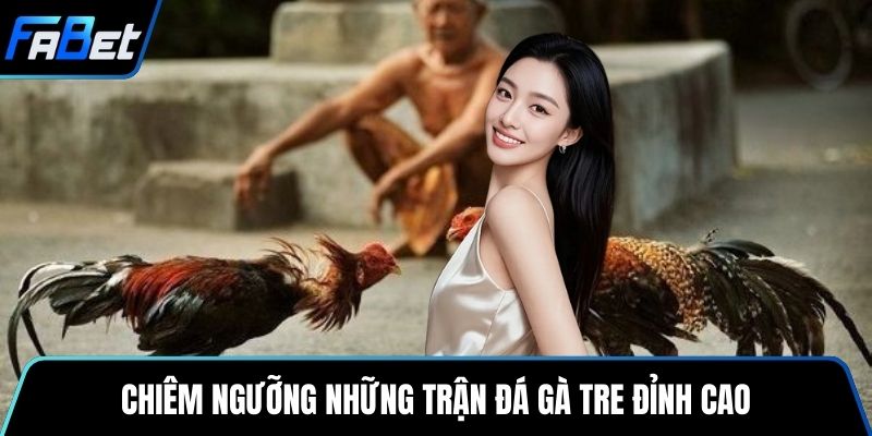 Chiêm ngưỡng những trận đá gà tre đỉnh cao